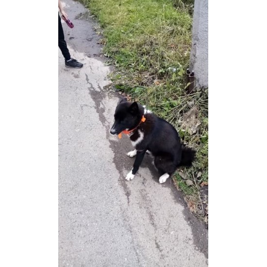 Vodeodolný GPS obojok pre psov, bez potreby SIM karty, dosah 25km 